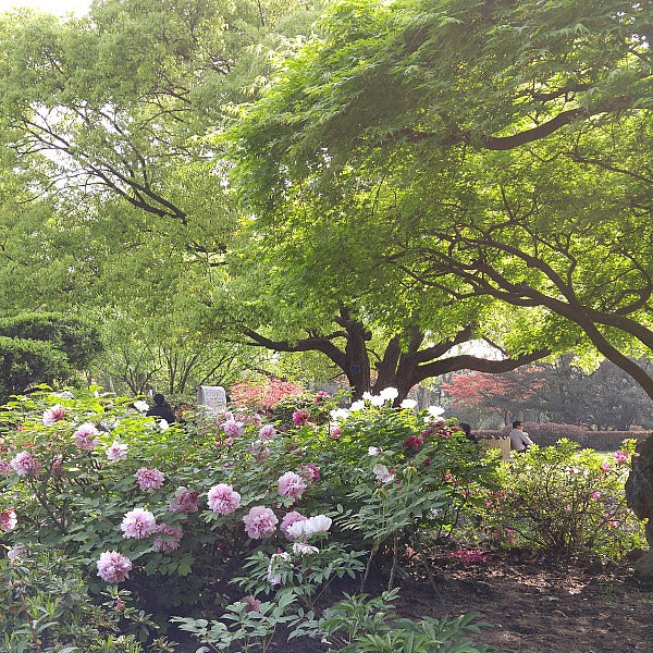 Peonies blooming beneath large trees in Zhongshan Park, Shanghai
